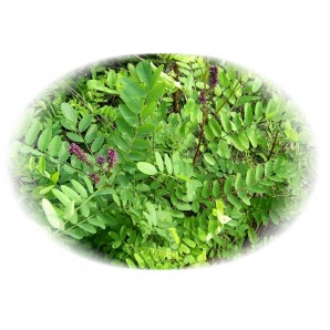 쪽제비싸리-1kg/판매단위