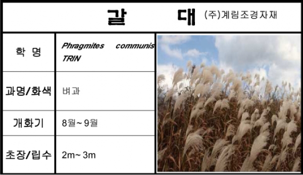 갈대-1kg/판매단위