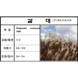 갈대-1kg/판매단위