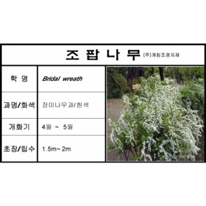 조팝나무-1kg/판매단위