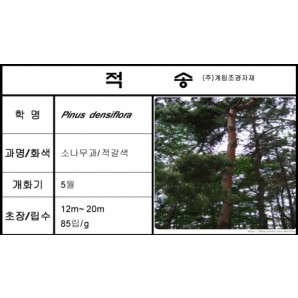 소나무(적송)-1kg/판매단위