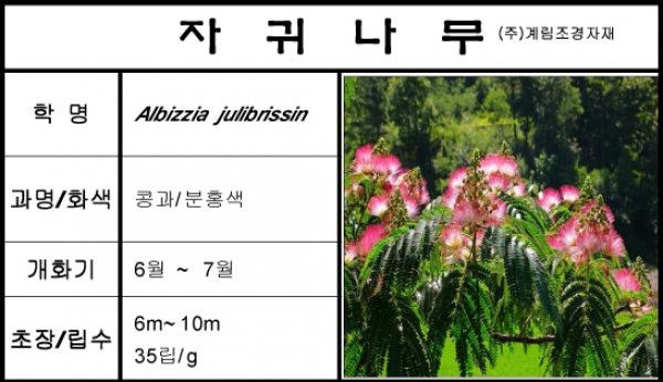 자귀나무-1kg/판매단위