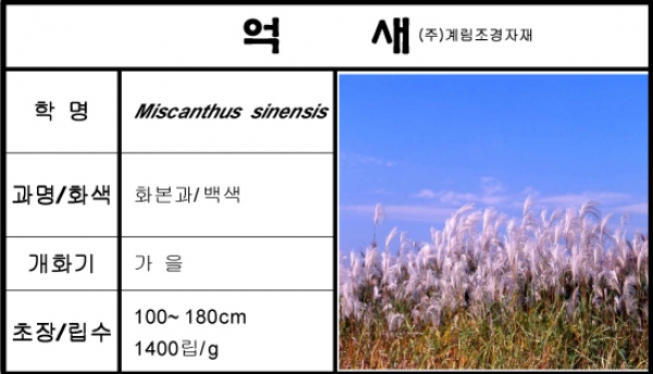 억새-1kg/판매단위