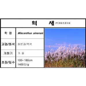 억새-1kg/판매단위