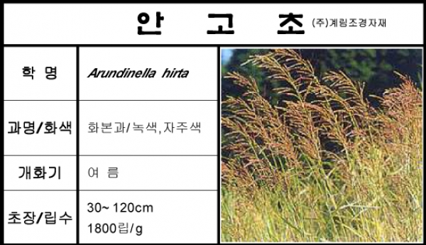 안고초-1kg/판매단위