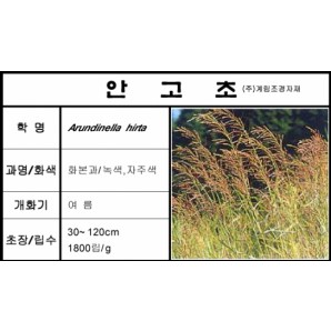 안고초-1kg/판매단위