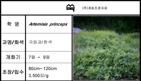 쑥-1kg/판매단위