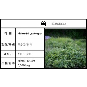 쑥-1kg/판매단위