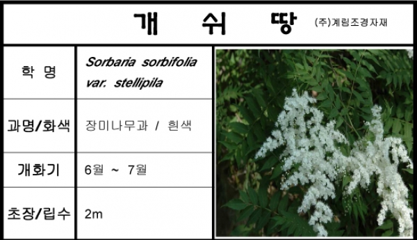 개쉬땅나무-1kg/판매단위