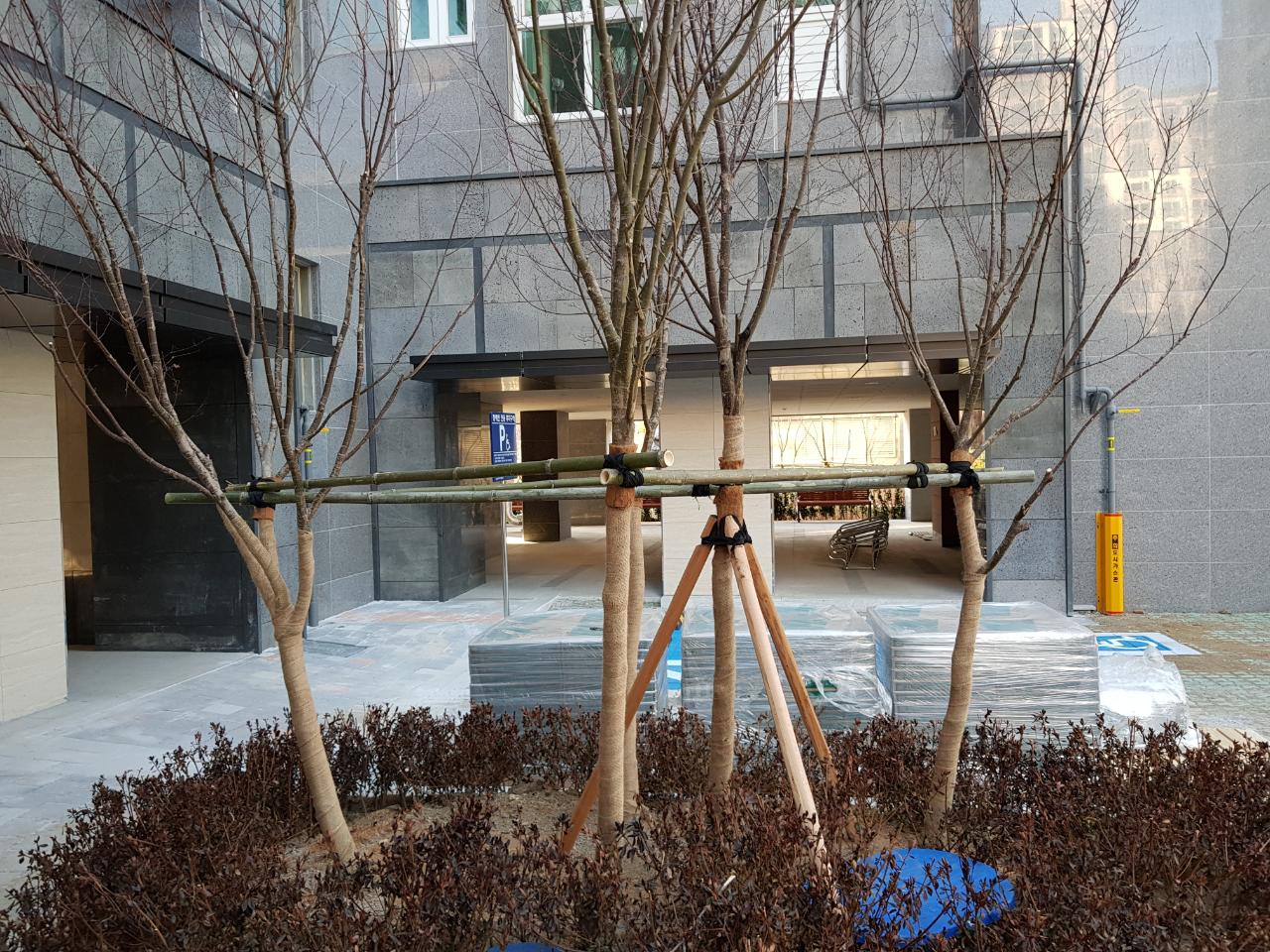 지주목. 대나무지주(대)-Ø5~Ø6cm×6m, (7개묶음) [착불배송]