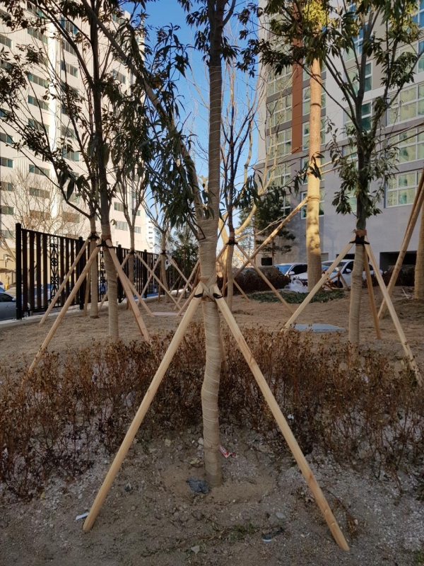 삼각 지주목-낙엽송가공, 규격선택(1세트)