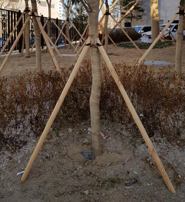 삼각 지주목-낙엽송가공, 규격선택(1세트)