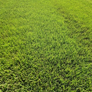 롤잔디(40cmx60cm)-한국잔디(개량종:세녹),㎡당, 재고확인후 납품가능