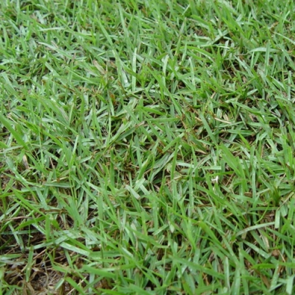롤잔디(40cm x 60cm)- 한국잔디(중지), ㎡당, 재고확인후 납품가능