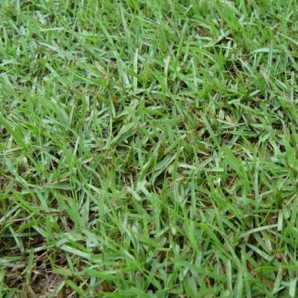롤잔디(40cm x 60cm)- 한국잔디(중지), ㎡당, 재고확인후 납품가능